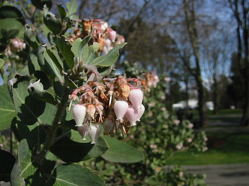 Arctostaphylos viscida